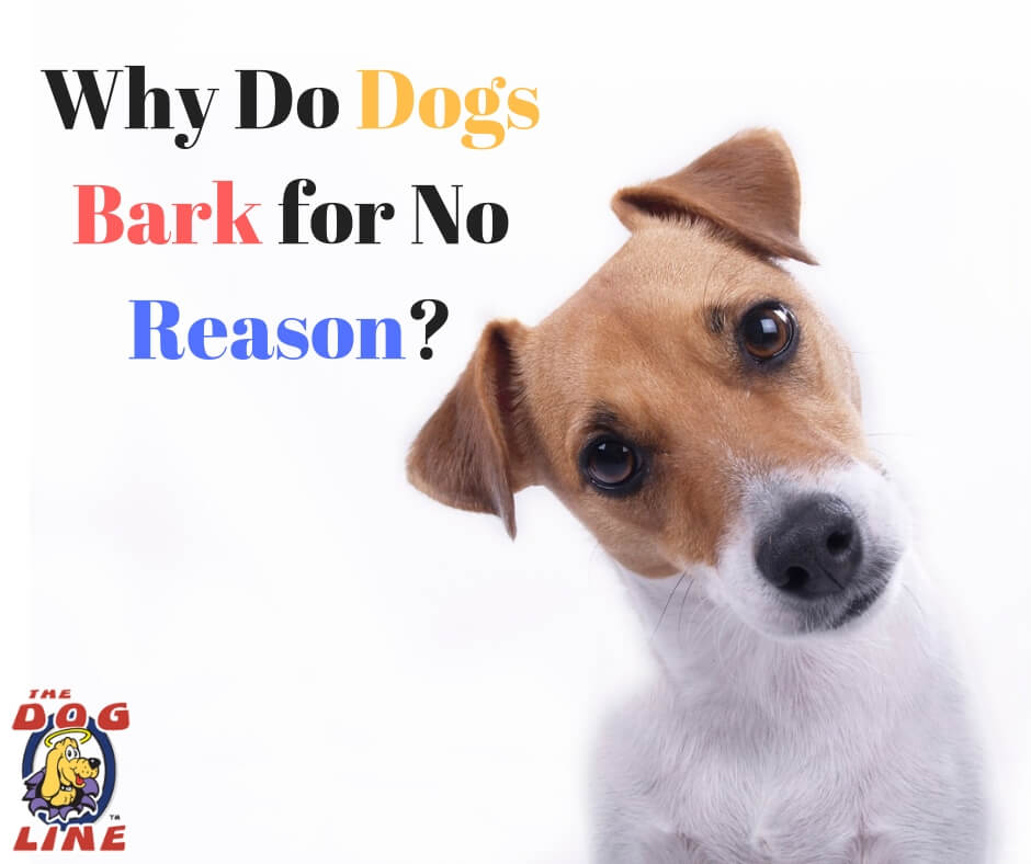 Why do dogs bark for no reasons