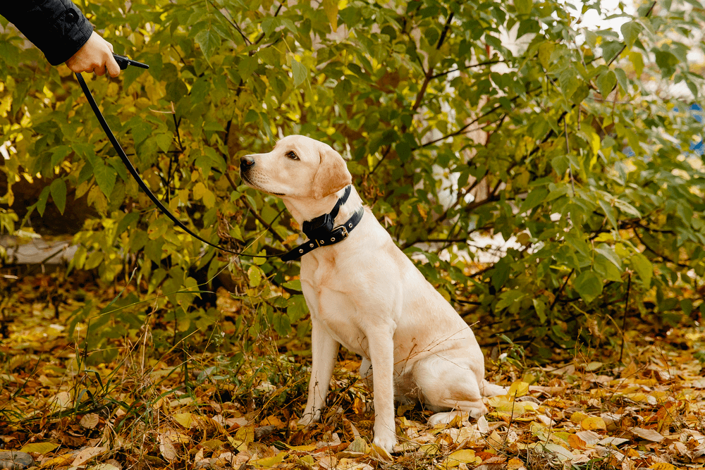 Dog wearing a remote dog training collar with a leash being trained for recall