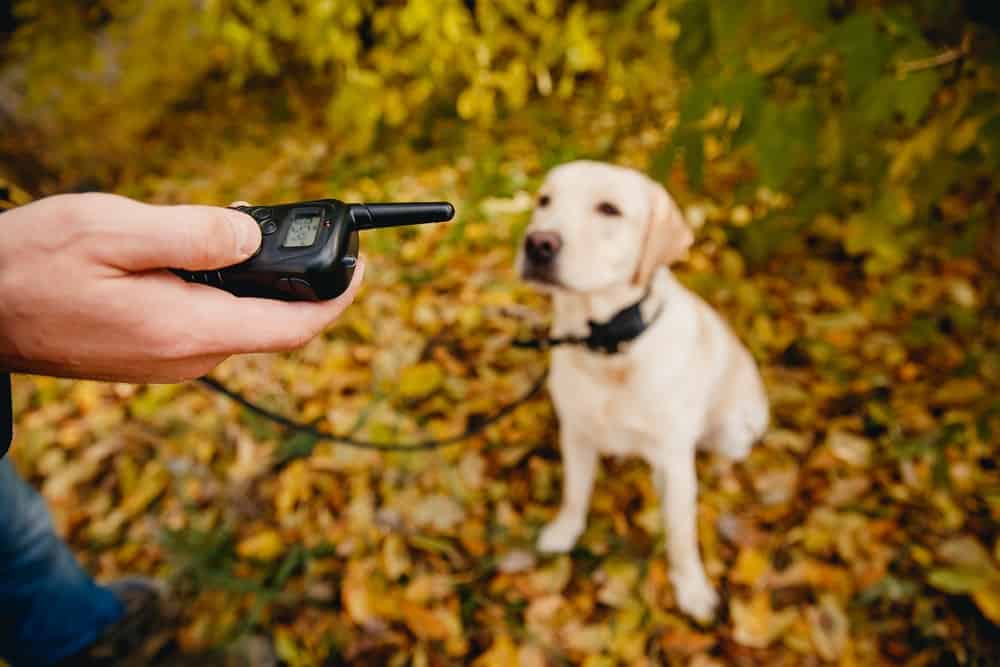 Dog wearing remote dog training collar with leash for recall training