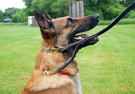 Dog wearing a prong collar with a leash