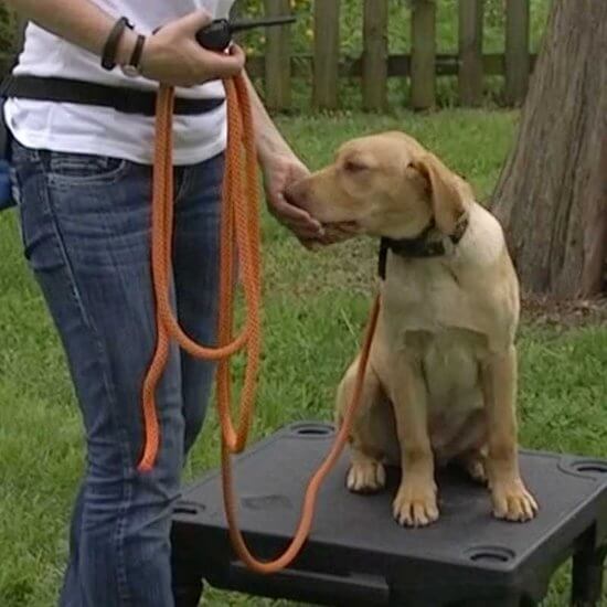 Dog wearing a remote dog training collar trained for the come command for recall