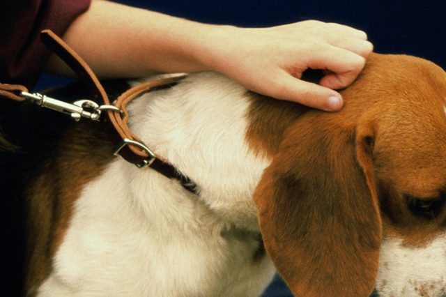 5 Improper Ways of Using Electric Dog Collars That Can Burn Your Dog’s Neck and How to Avoid Them
