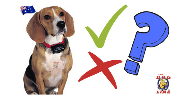 Know these improper ways of using Electric Dog Collars