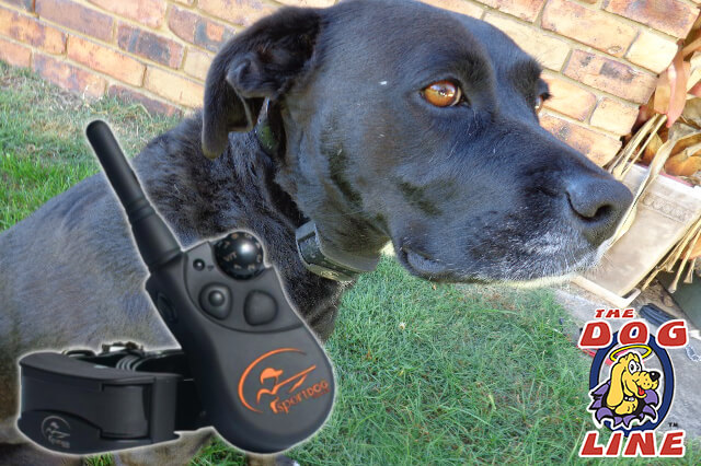 Aggressive dog being trained with SportDog remote training collar
