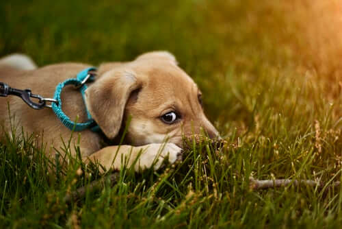 Puppy on grass, anxious on socialising