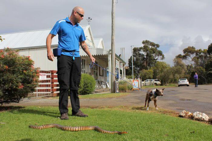 Dog being trained to avoid snakes