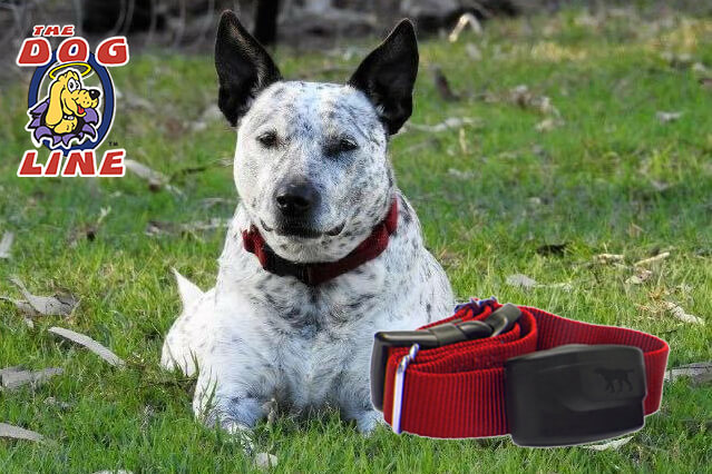 Dog wearing electric dog fence collar, in a safe place, away from snakes