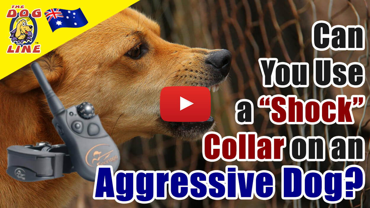 TDL TV - Are âShockâ Collars Good for Aggressive Dogs?
