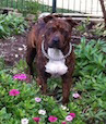 grounds keeper stop dogs digging small
