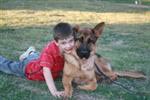 Pet Barrier - Dog Fence Big Dogs
