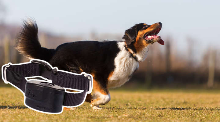 Dog Fence Receiver Collar