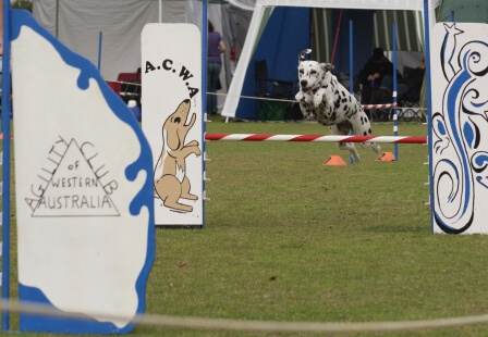 National agility dog trials