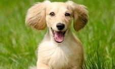Electric Dog Fence Review