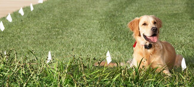 electronic-dog-fence-training-flag