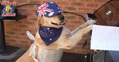 Aussie Dog - Australia Day Contest