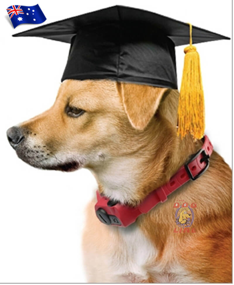 Dog Training: Understanding Dog Barks and How To Deal With It