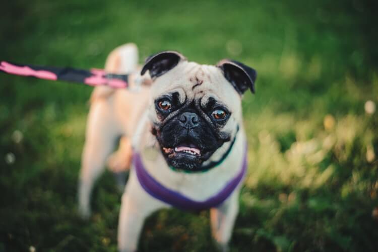 Barking dog on leash during training