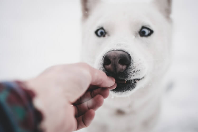 Dog receives food reward during bark control training