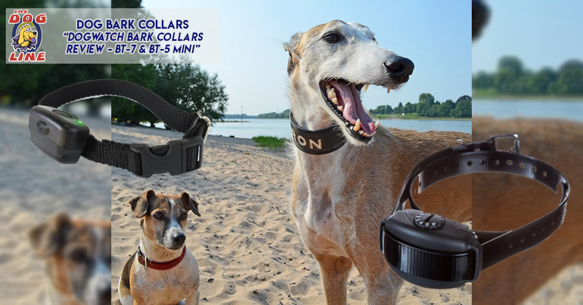 Barking Dog Collar Review