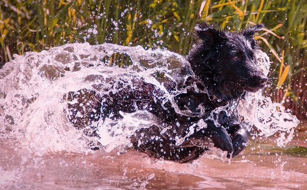 Dog wearing a waterproof DogWatch bark collar