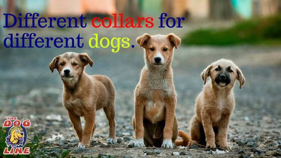 The best Anti Bark Collars for different dogs in Australia