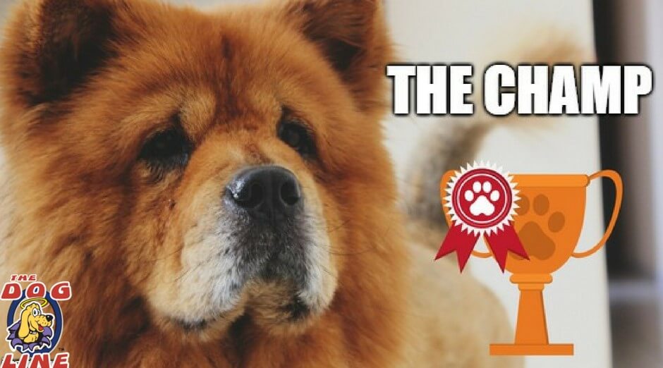 PetSafe Elite Big Dog Bark Collar is the champion in stopping nuisance barking