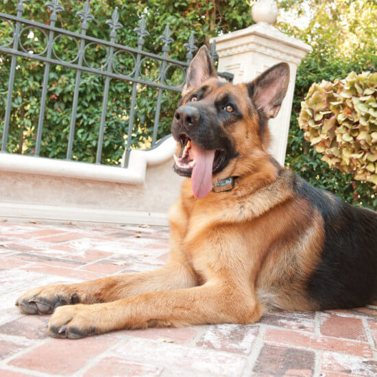 petsafe elite big dog bark control