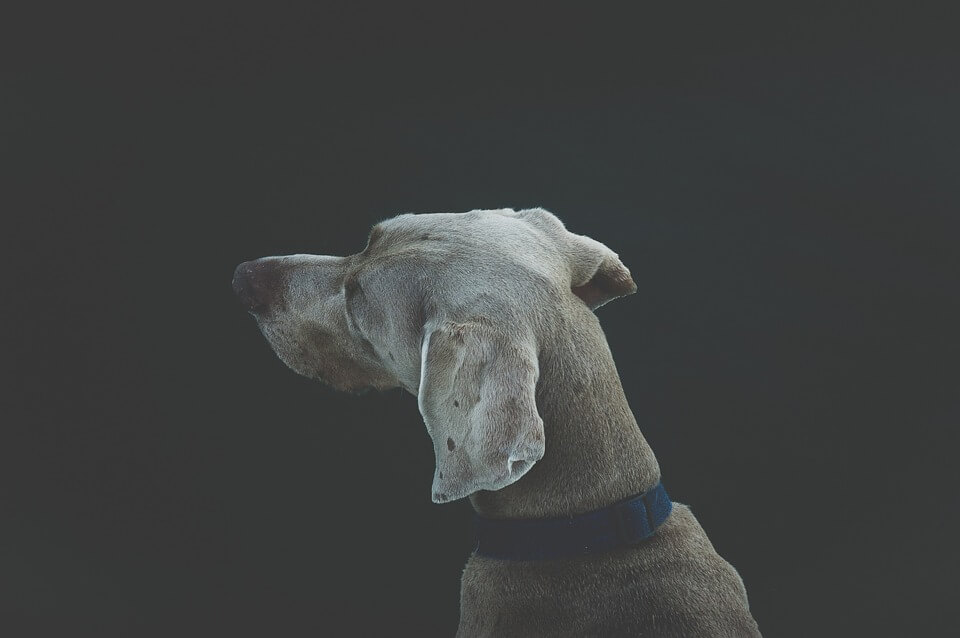  Treating dog with back distress using the EMMETT technique