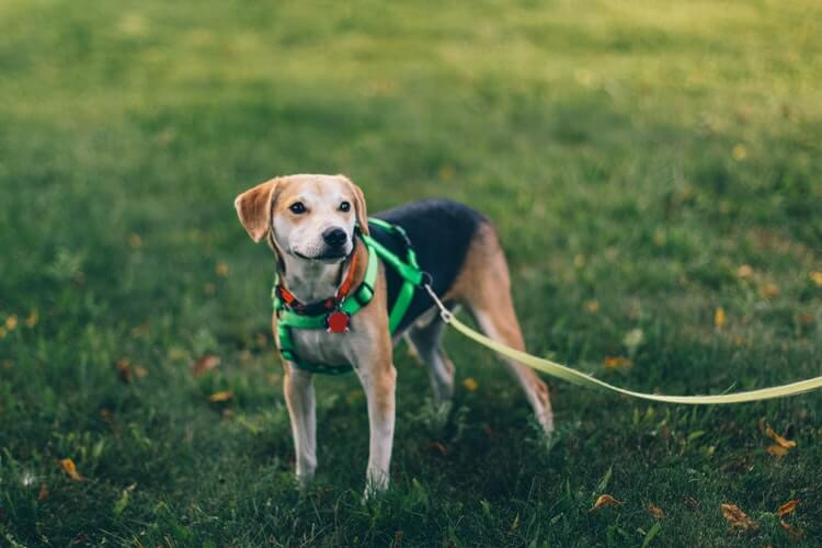 EMMETT 4 dogs on relief for harness strain