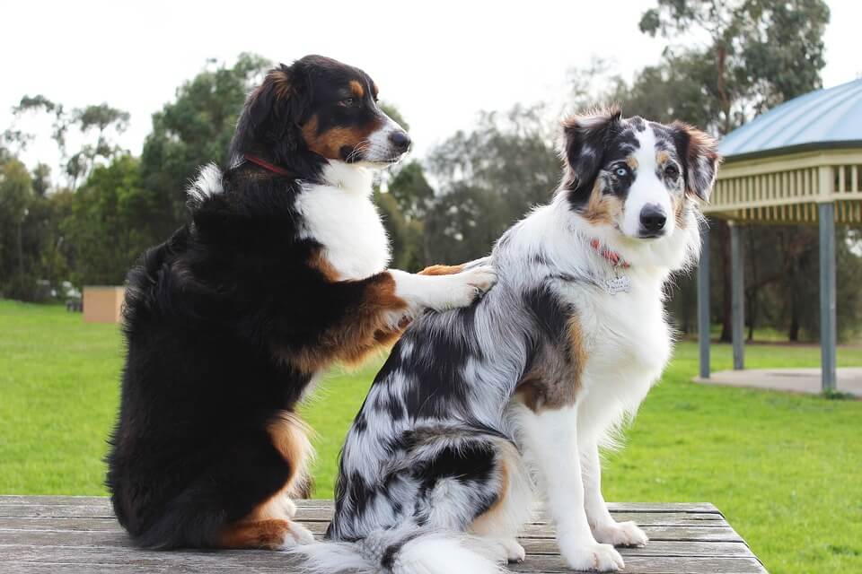  Dog massaging another dog - fun image of EMMETT 4 dogs