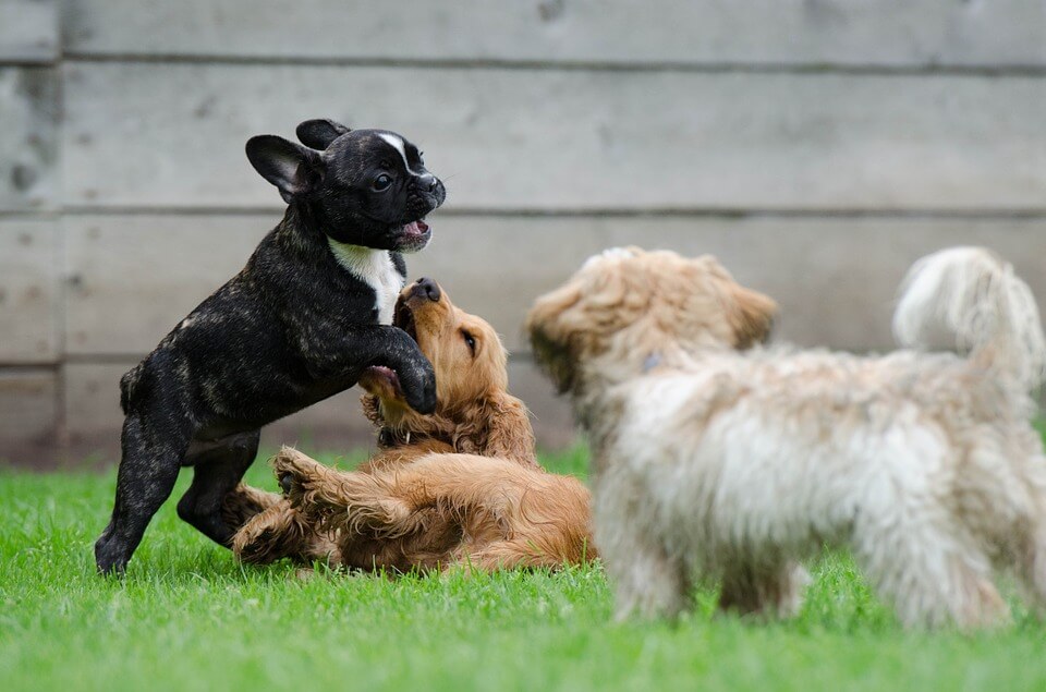 4 Simple Steps to Introduce a Second Dog into Your House