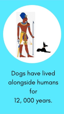 Dog Fact # 1: Dogs Have Lived Alongside Humans for 12, 000 Years.