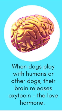 Dog Fact # 2: When Dogs Play with Humans or Other Dogs, Their Brain Releases Oxytocin - The Love Hormone