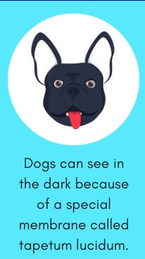 Dog Fact # 4: Dogs Can See in the Dark Because of a Special Membrane Called Tapetum Lucidum.