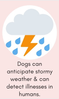 Dog Fact # 6: Dogs Can Anticipate Stormy Weather & Can Detect Illnesses in Humans