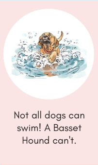 Dog Fact # 7: Not All Dogs Can Swim