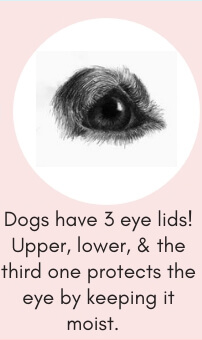 Dog Fact # 8: Dogs Have 3 Eyelids! The Third One Protects the Eye by Keeping it Moist