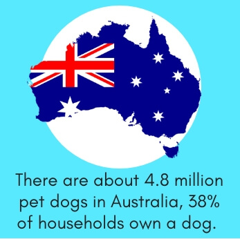 Dog Fact # 9: There are About 4.8 Million Pet Dogs in Australia, 38% of Households Own a Dog