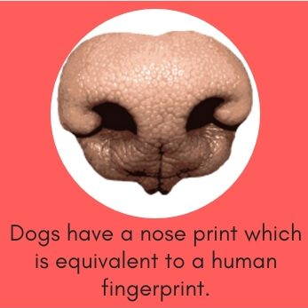 Dog Fact # 10: Dogs Have a Nose Print Which is Equivalent to a Human Fingerprint