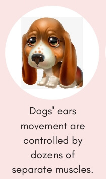 Dog Fact # 11: Dog’s Ears Movement are Controlled by Dozens of Separate Muscles