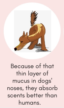 Dog Fact # 12: Because of that Thin Layer of Mucus in Dogs’ Noses, They Absorb Scents Better Than Humans