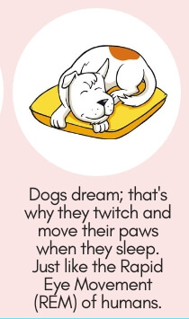 repellant and is a harmless and great deterrent to dogs.  Dog Fact # 13: Dogs Dream; That’s Why They Twitch & Move Their Paws When They Sleep.