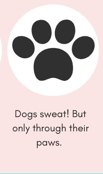 Dog Fact # 14: Dogs Do Sweat But Only Through Their Paws