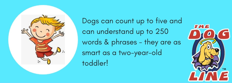 Fact # 15: Dogs Can Count & Can Understand Up to 250 Words & Phrases Just Like a Two-Year-Old Toddler