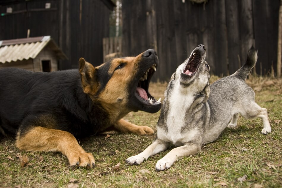 barking dog collar for nuisance barking