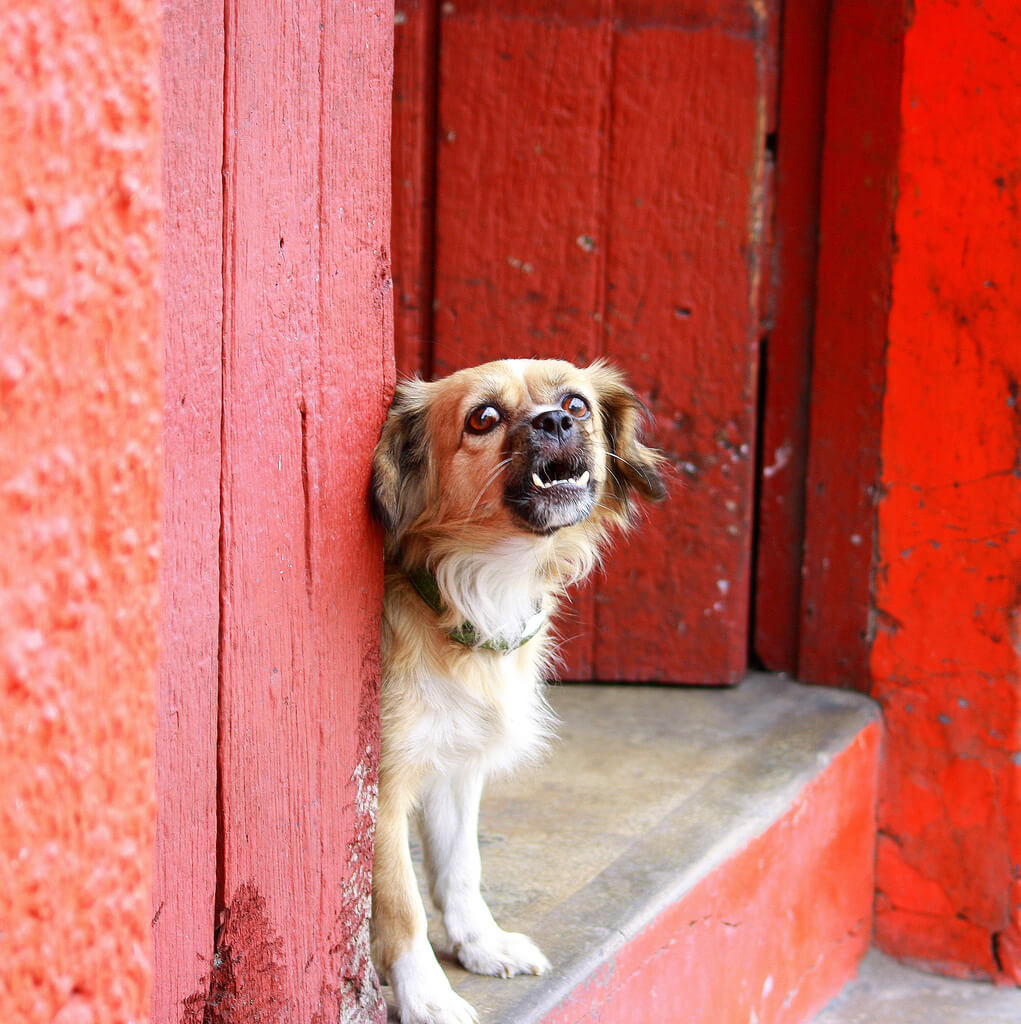 dog separation anxiety training