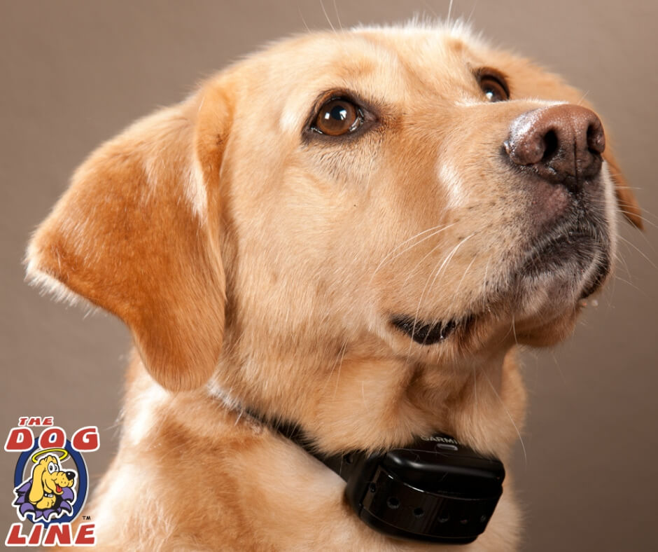 dog wearing a bar collar