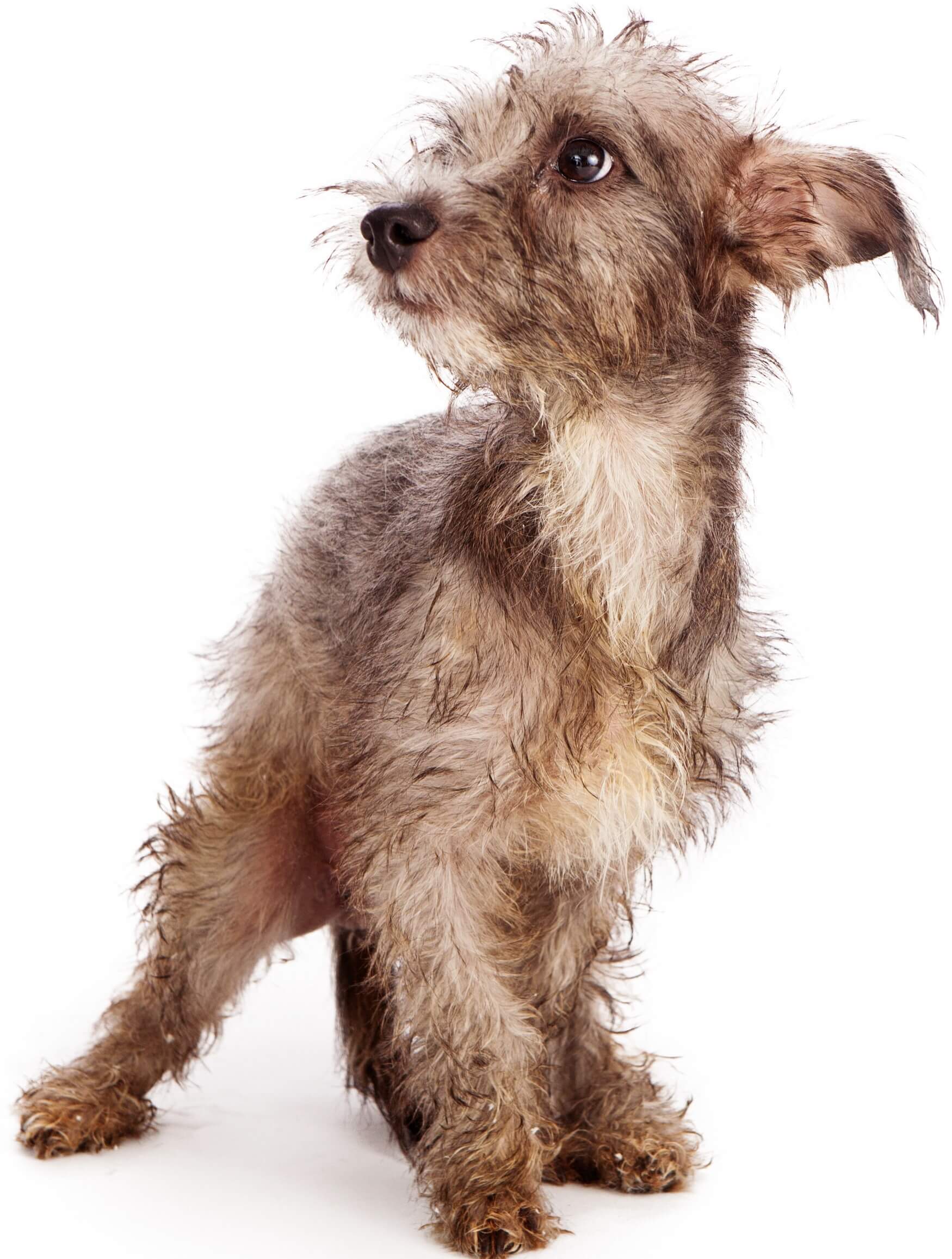 dog barking fearfully