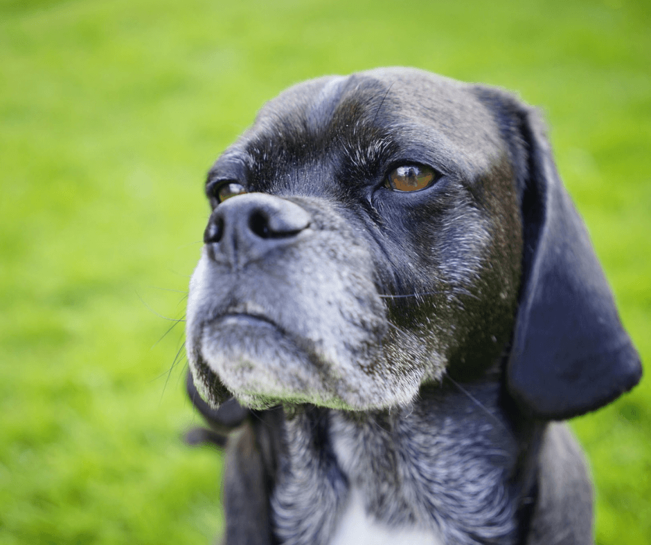 Old-age related dog barking