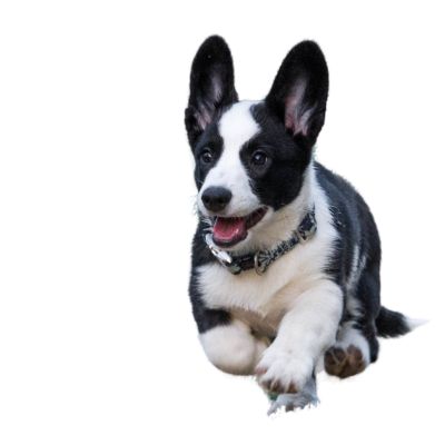 Dog barking due to anxiety